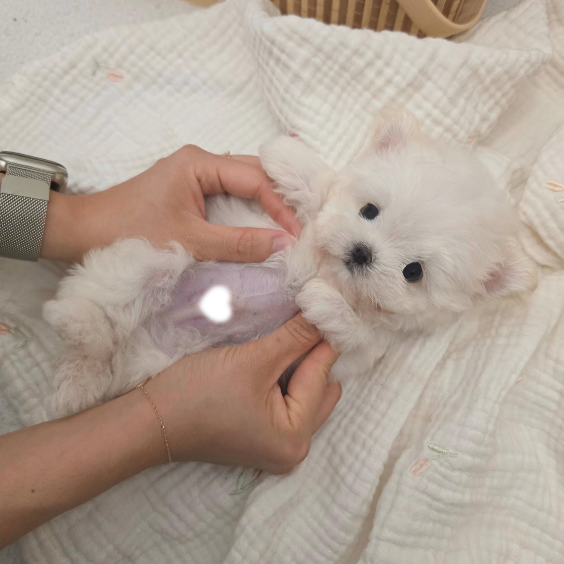 미니비숑프리제 강아지 실제 사진
