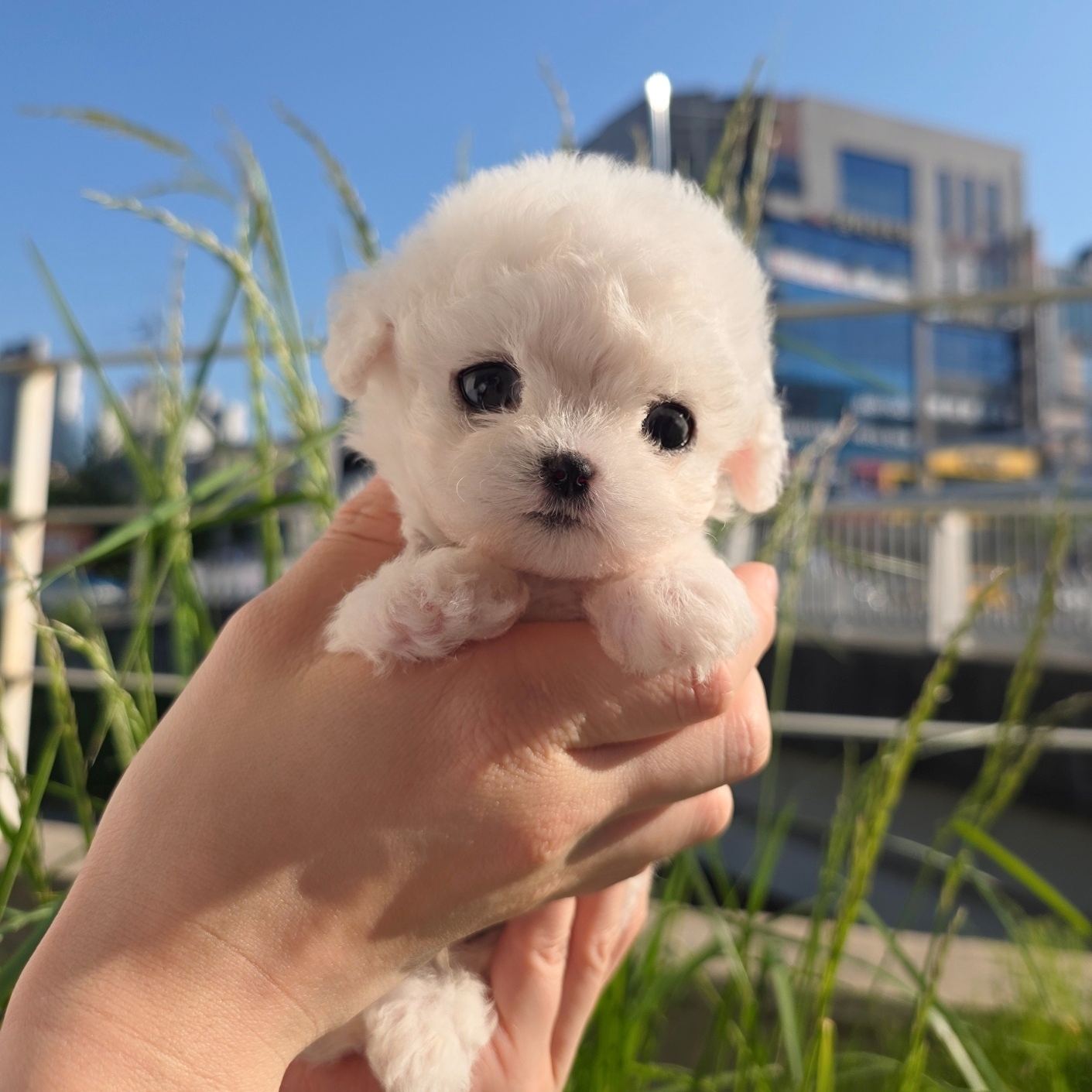 미니비숑프리제 강아지 실제 사진