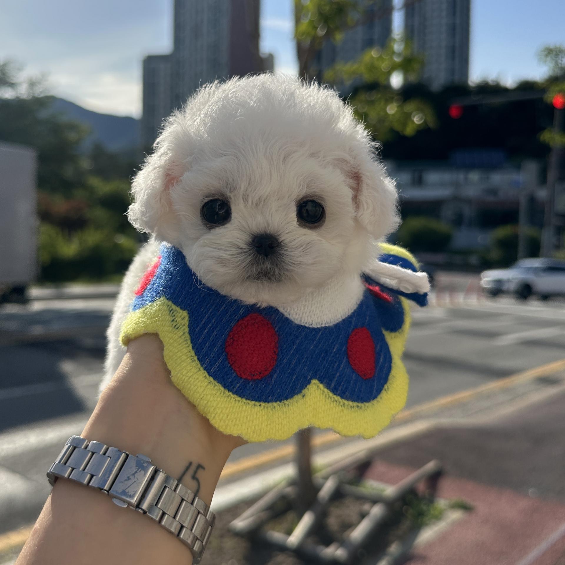 미니비숑 체형 참고 사진