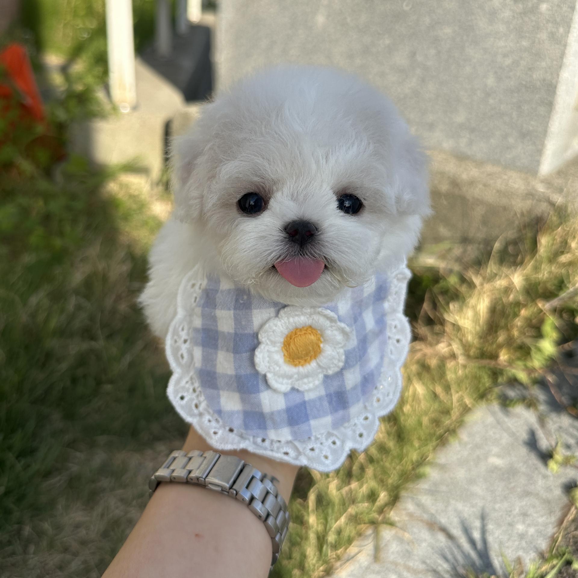 미니비숑 털관리 참고 사진