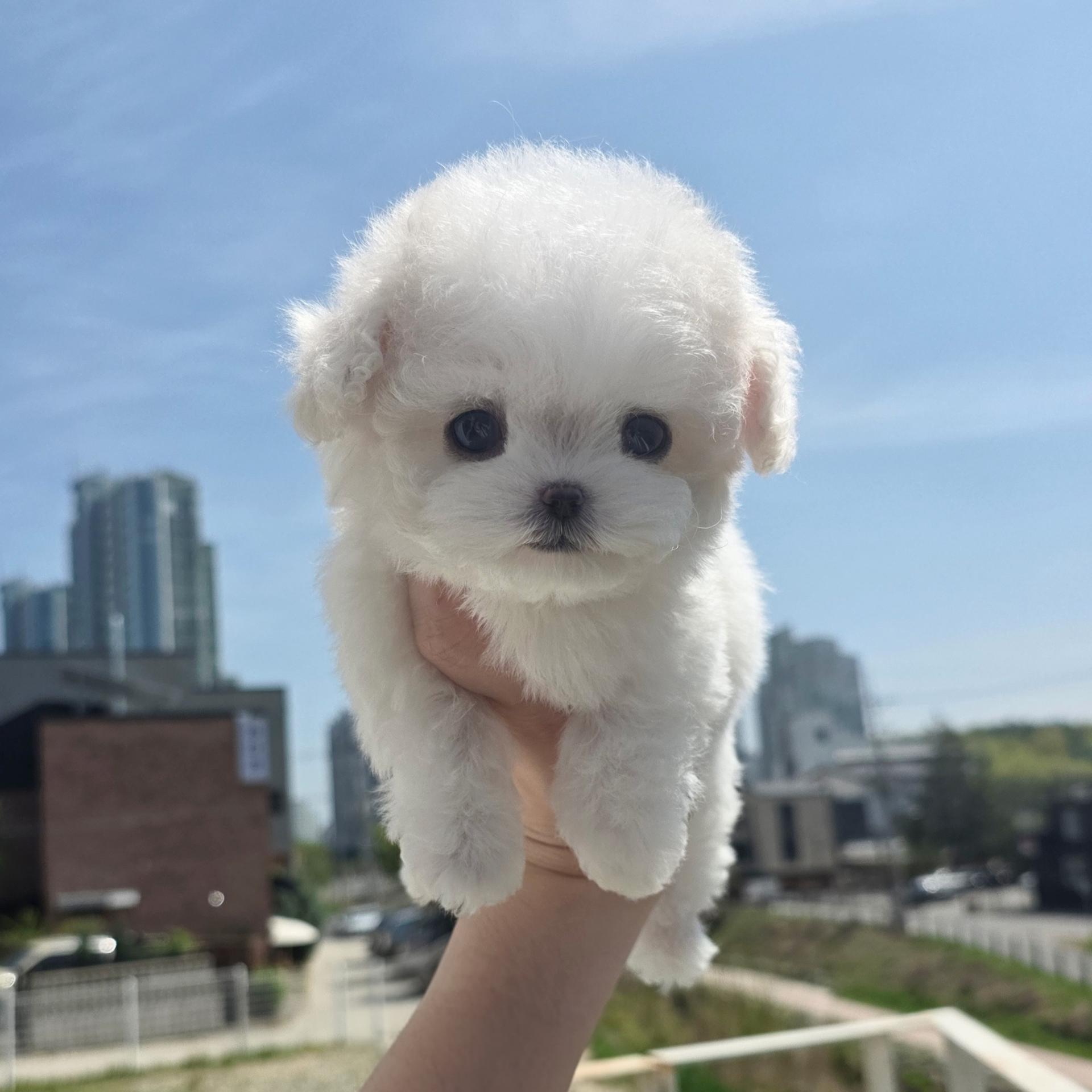 경기도 미니비숑 사진 3