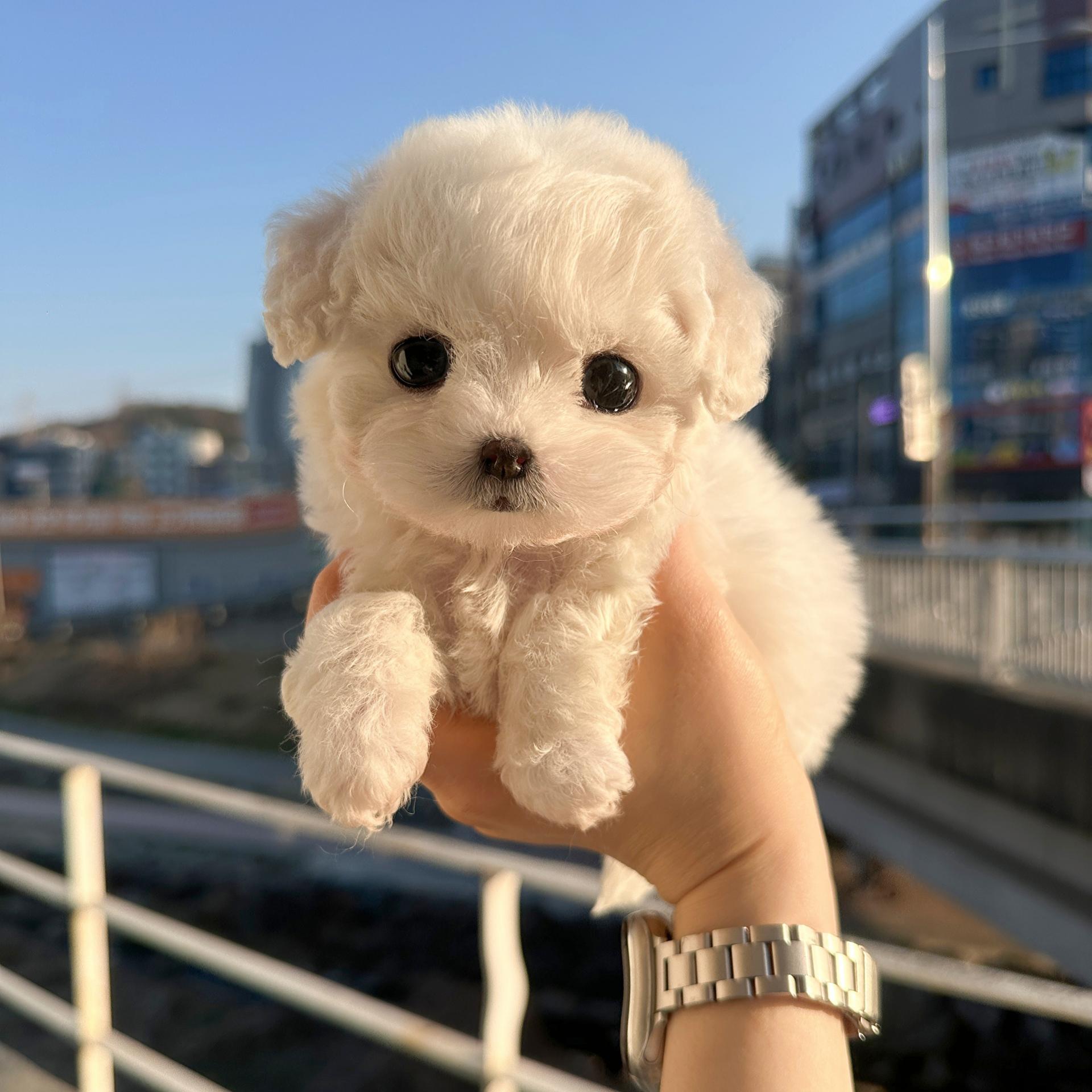 경기도 미니비숑 사진 2