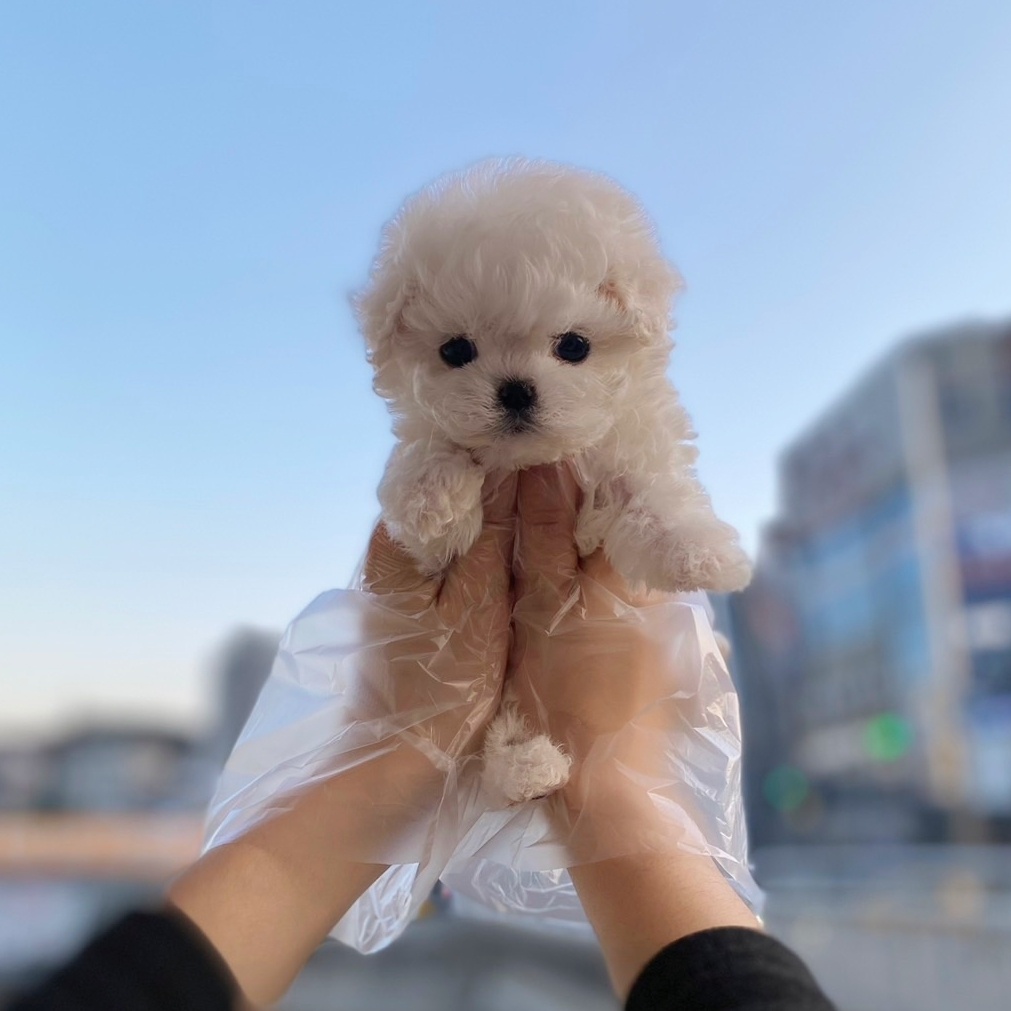 경기도 미니비숑 사진 1
