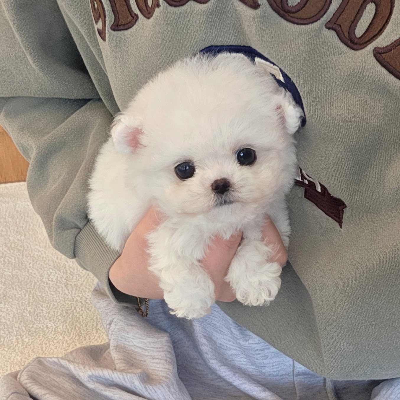 충청남도 미니비숑 사진 2